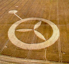 Corncirkles in the wheat fields, Solbjerg near Aarhus, Denmark